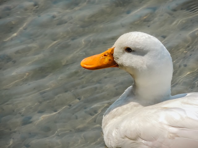 Duck4